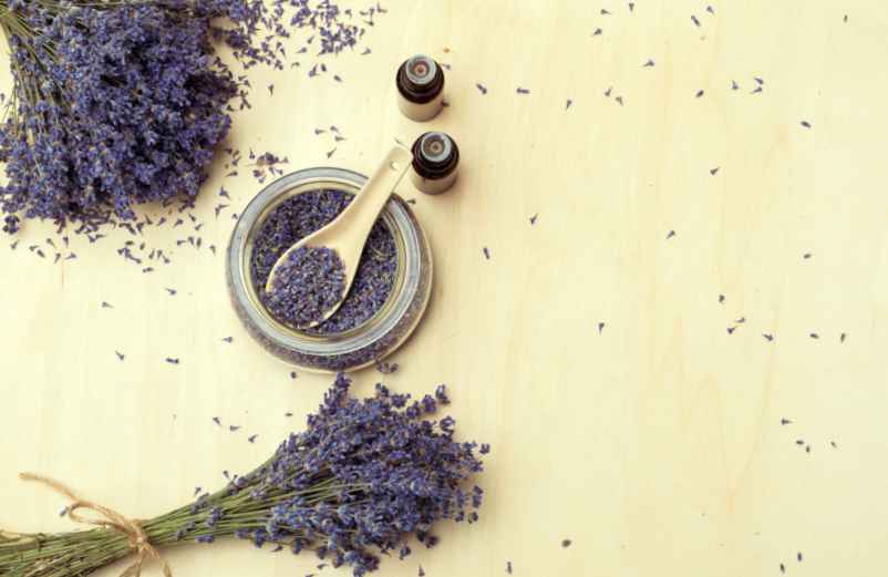 Tea tree, huiles essentielles et lavande aspic : quelles précautions prendre ?-Info Vaccins France Tea tree, huiles essentielles et lavande aspic : quelles précautions prendre ?-Info Vaccins France